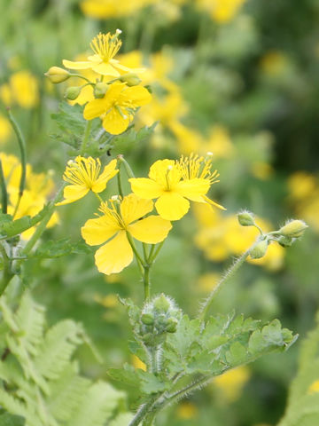 Chelidonium majus var. asiaticum