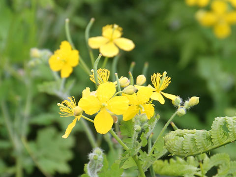 Chelidonium majus var. asiaticum