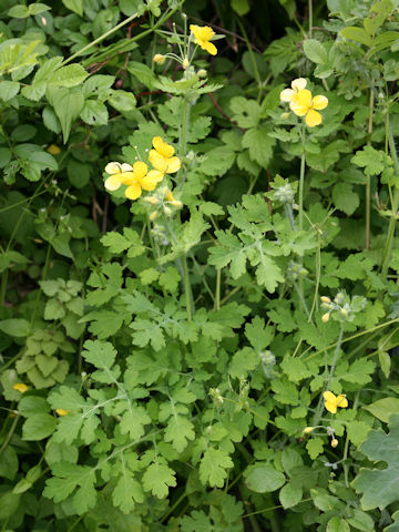 Chelidonium majus var. asiaticum