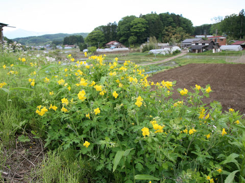 Chelidonium majus var. asiaticum