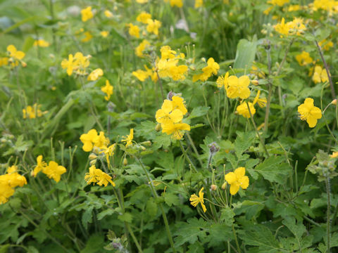 Chelidonium majus var. asiaticum