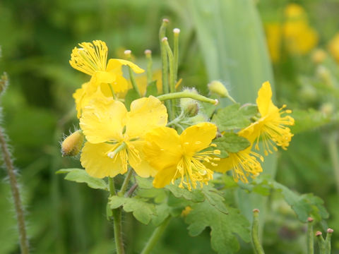 Chelidonium majus var. asiaticum