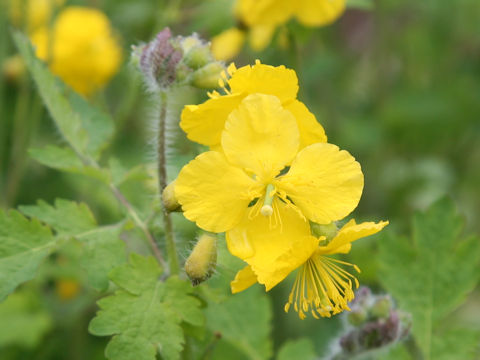 Chelidonium majus var. asiaticum