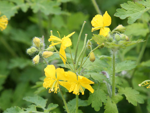 Chelidonium majus var. asiaticum