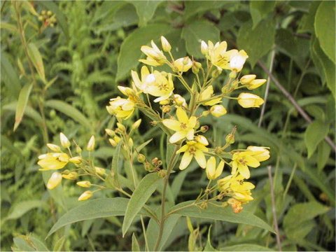 Lysimachia vulgaris var. davurica