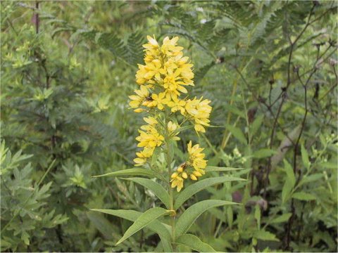 Lysimachia vulgaris var. davurica