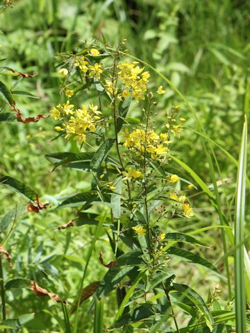 Lysimachia vulgaris var. davurica