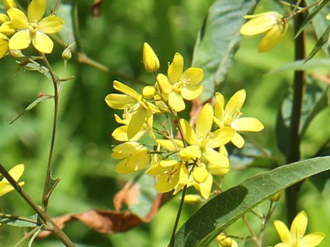 Lysimachia vulgaris var. davurica