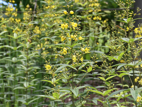 Lysimachia vulgaris var. davurica