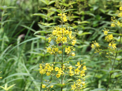 Lysimachia vulgaris var. davurica