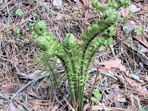 Matteuccia struthiopteris