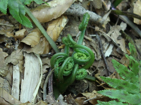 Matteuccia struthiopteris