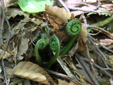 Matteuccia struthiopteris