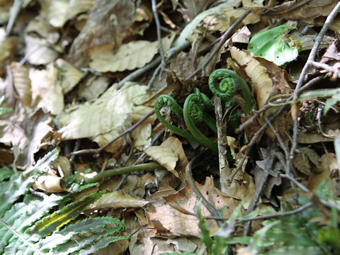 Matteuccia struthiopteris