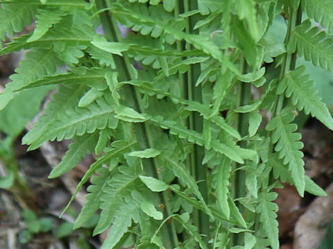 Matteuccia struthiopteris