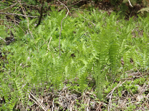 Matteuccia struthiopteris