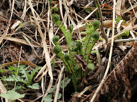 Matteuccia struthiopteris