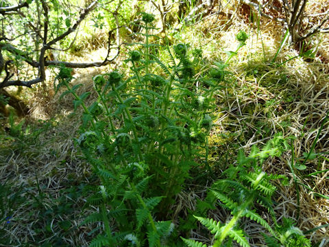 Matteuccia struthiopteris