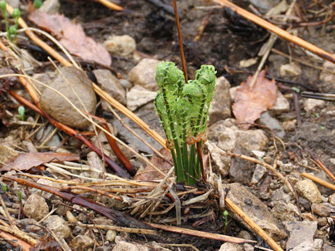 Matteuccia struthiopteris