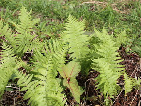 Matteuccia struthiopteris