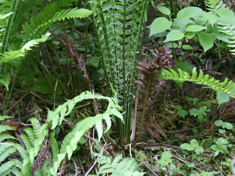 Matteuccia struthiopteris