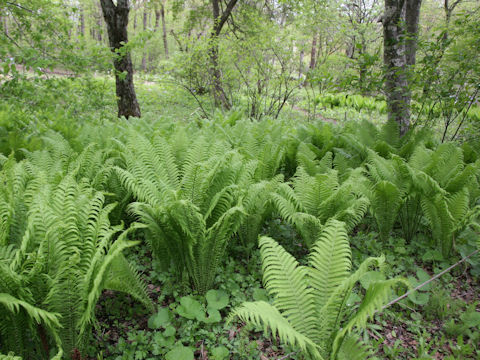 Matteuccia struthiopteris