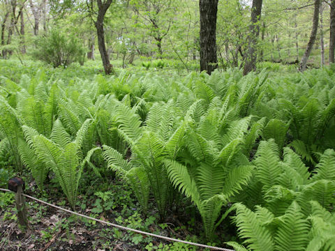 Matteuccia struthiopteris