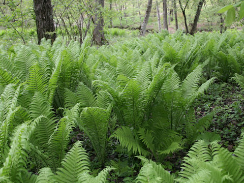 Matteuccia struthiopteris