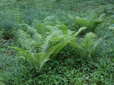 Matteuccia struthiopteris