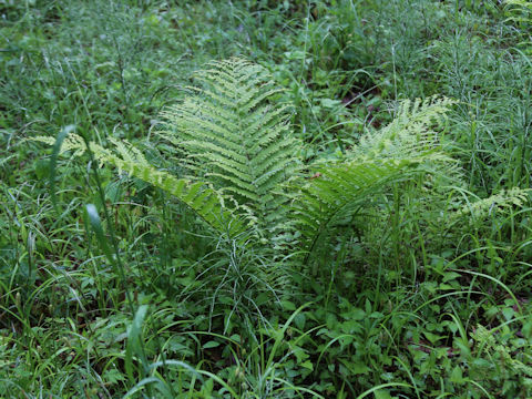 Matteuccia struthiopteris