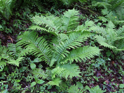 Matteuccia struthiopteris