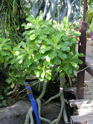 Scaevola taccada
