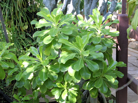 Scaevola taccada