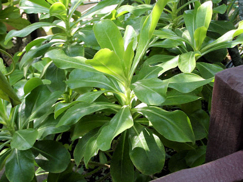 Scaevola taccada