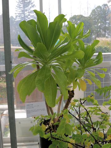 Scaevola taccada