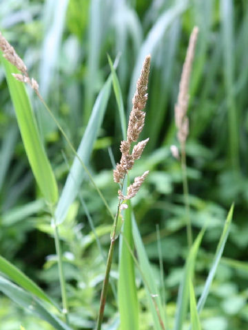 Phalaris arundinacea