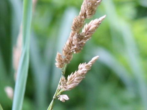 Phalaris arundinacea