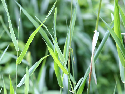 Phalaris arundinacea