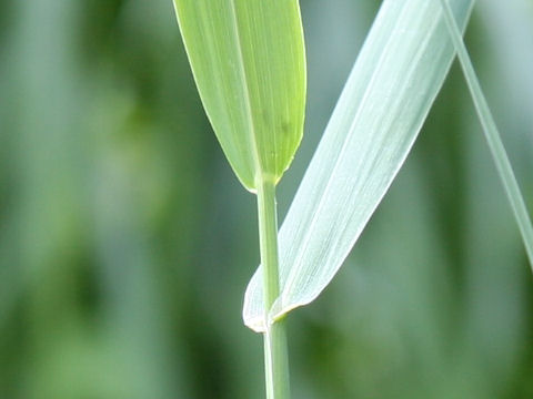 Phalaris arundinacea