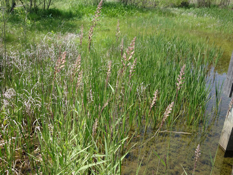 Phalaris arundinacea