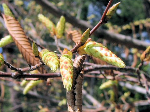 Carpinus japonica