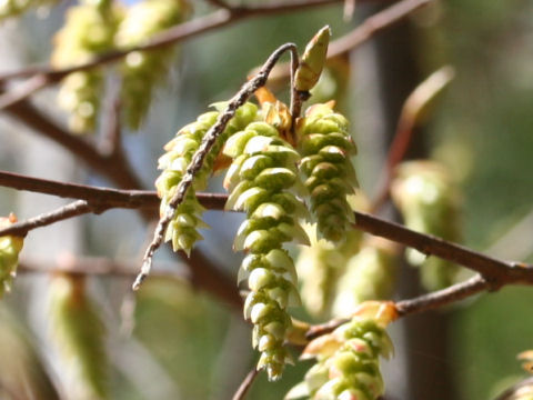 Carpinus japonica