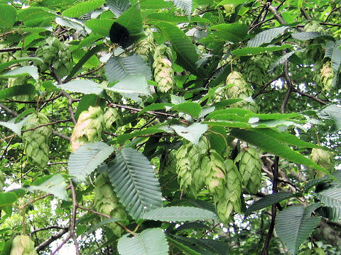 Carpinus japonica