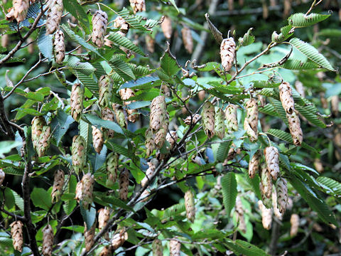 Carpinus japonica