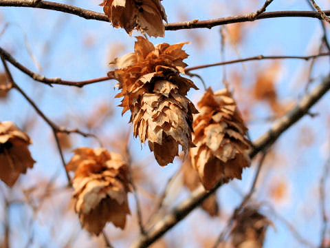 Carpinus japonica