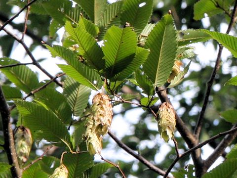 Carpinus japonica