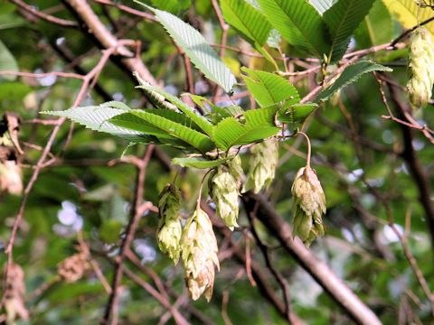 Carpinus japonica