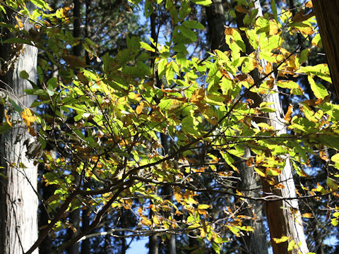 Carpinus japonica