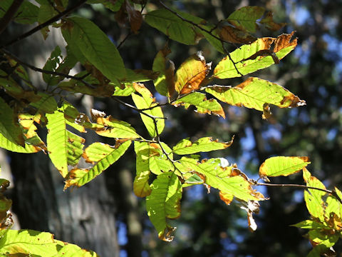 Carpinus japonica