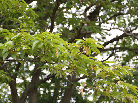 Carpinus japonica